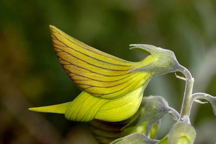 Colibri Loc - Insolite - 3 Etoiles - Parc - Etang - Familles - Soiree Ok Brigne ภายนอก รูปภาพ